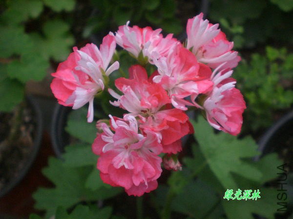 CIMG1177.JPG