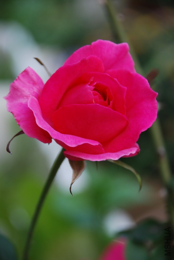 DSC_0088.jpg