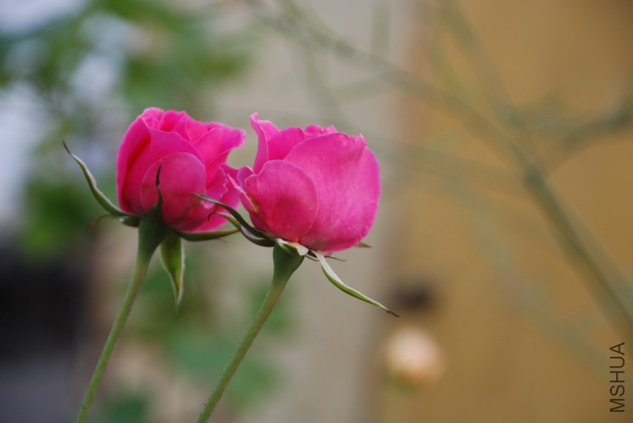 DSC_0085.jpg