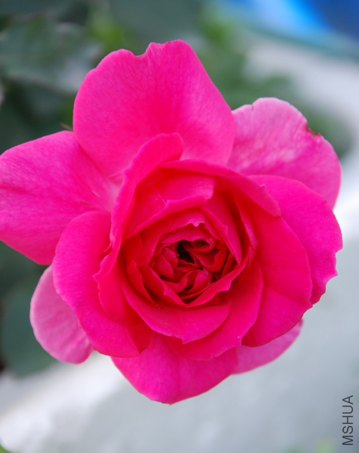 DSC_0100.jpg