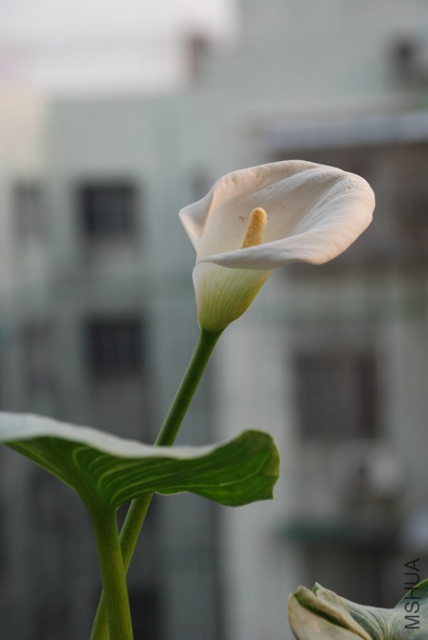 DSC_0039.jpg