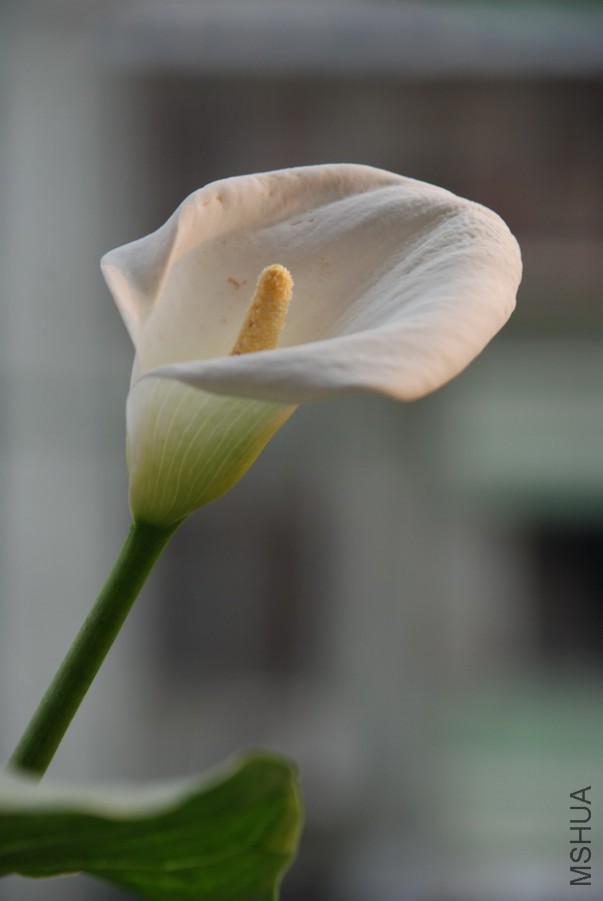 DSC_0042.jpg