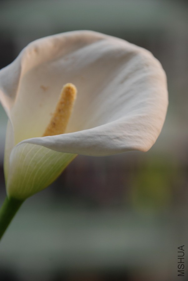 DSC_0044.jpg