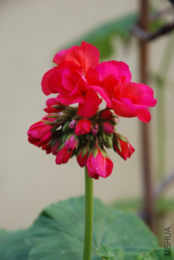DSC_0126.jpg
