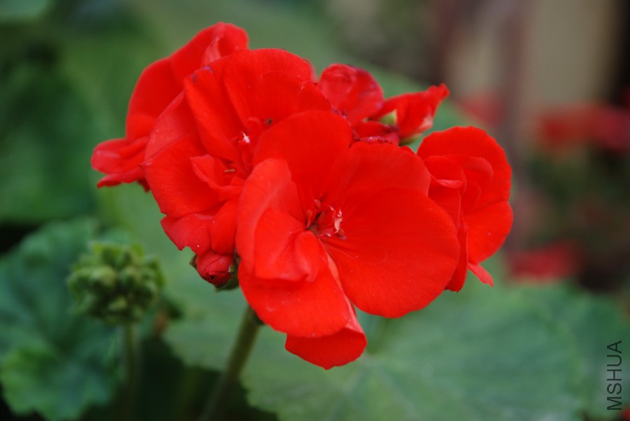 DSC_0129.jpg