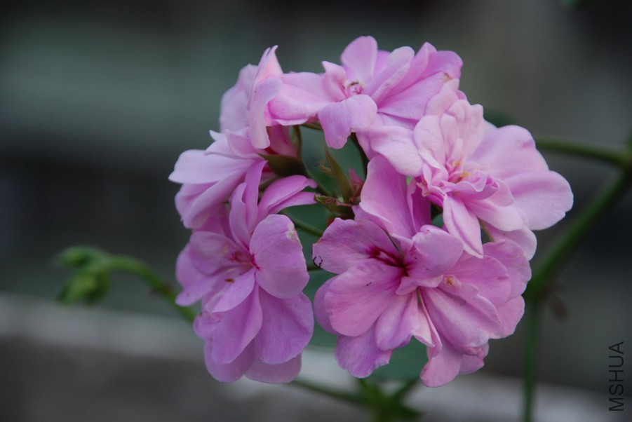 DSC_0147.jpg