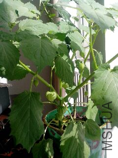 UC_Photo_015.jpg