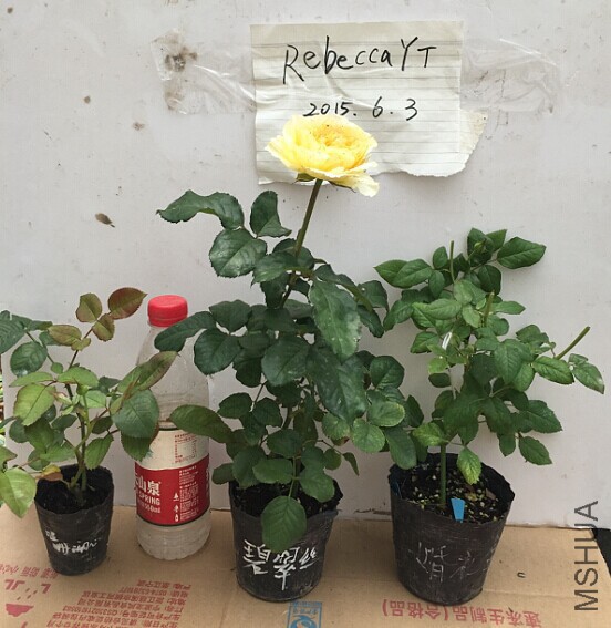 QQͼƬ20150605161014.jpg