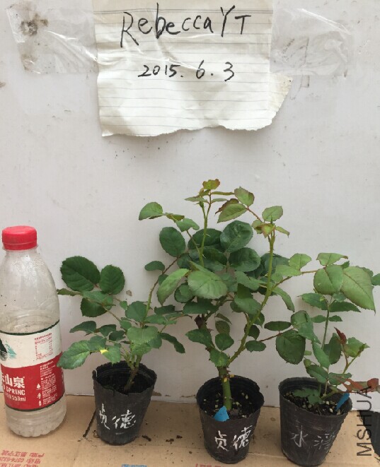 QQͼƬ20150605161309.jpg