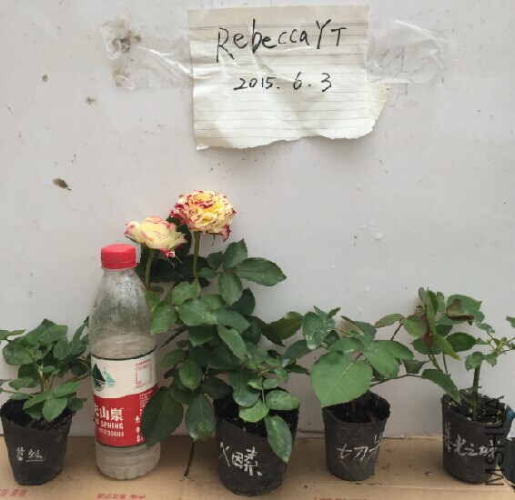 QQͼƬ20150605161246.jpg