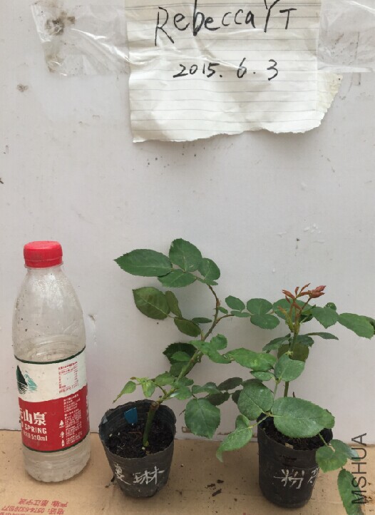 QQͼƬ20150605161327.jpg
