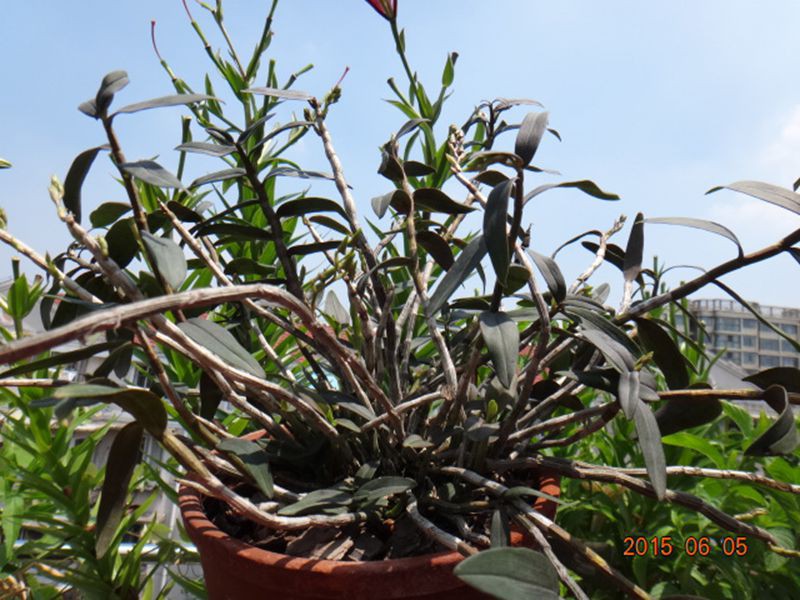 DSC07392.JPG