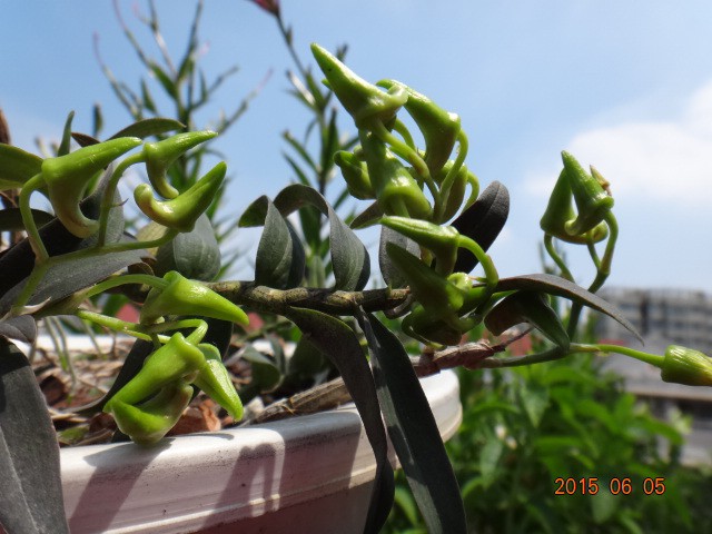 DSC07381.JPG