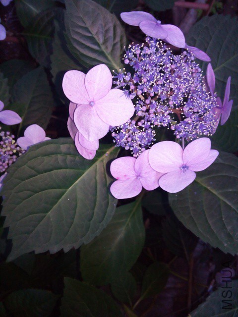 IMG_20150605_181041.jpg