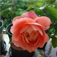 QQͼƬ20150605233449_����.jpg