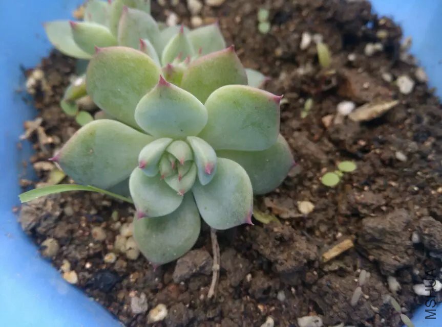 ������Ǿ�ҹ��