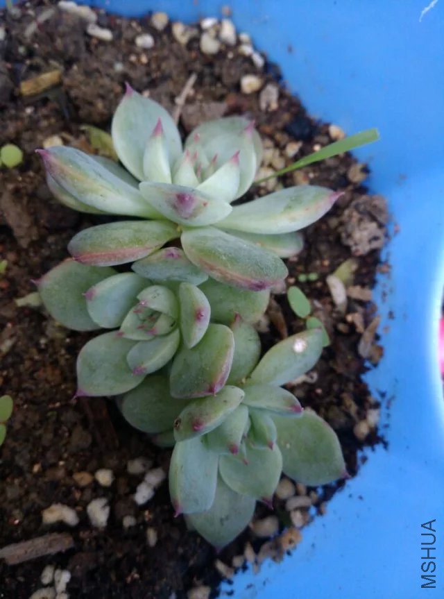 �����Ǽ����ޣ�