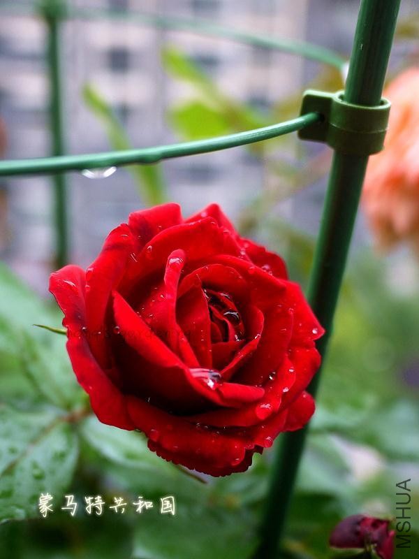 psb (13).jpg