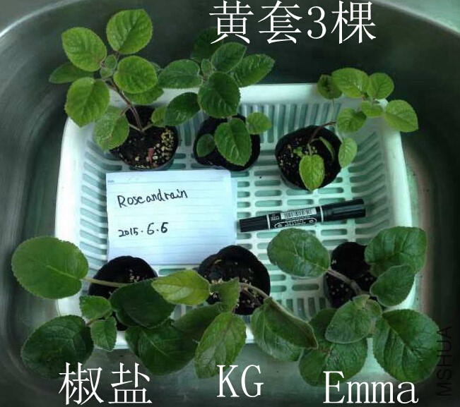 QQ��ͼ20150606144358.jpg