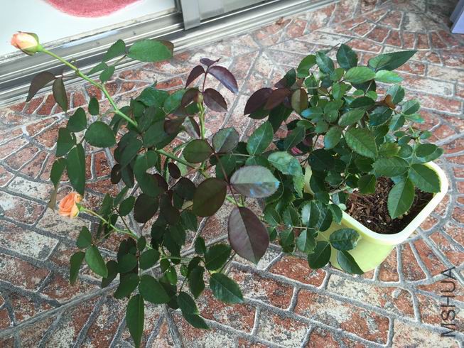 �ĸ������