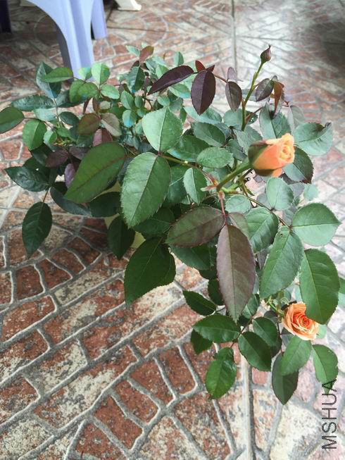 �ĸ������