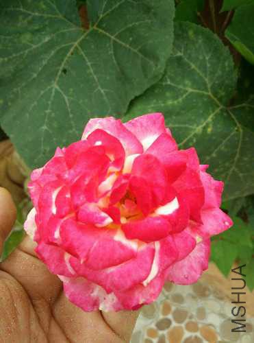 IMG_20150606_111845.jpg