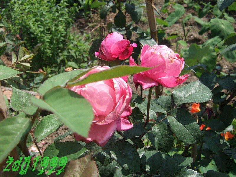 DSCF0274.jpg