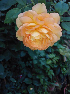 IMG_20150606_142502.jpg