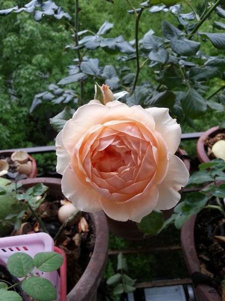20150607_083235_��С��С.jpg