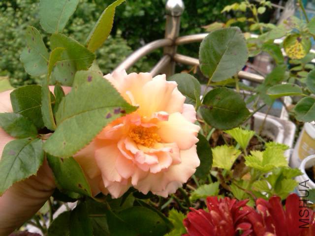 2015�ڶ����¼�����.jpg
