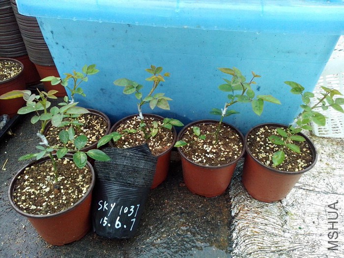20150607����.jpg