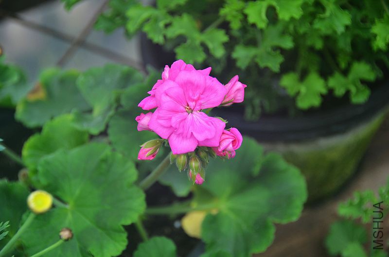 ����860 (2).jpg