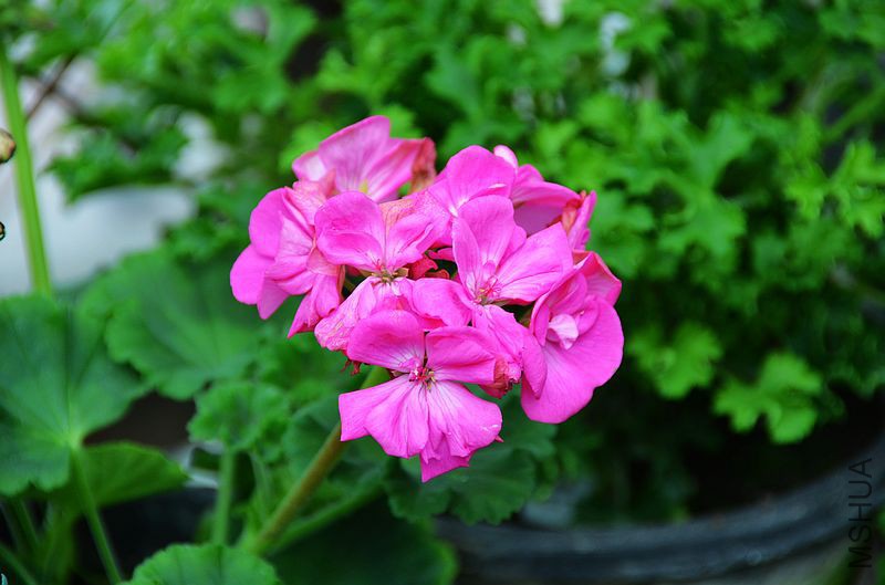 ����860 (1).jpg