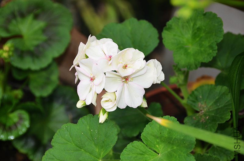 ����727 (2).jpg