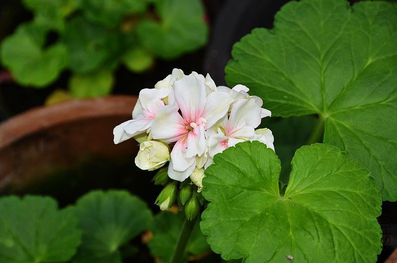 ����727 (1).jpg