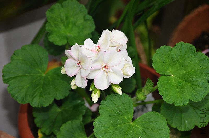 ����727 (3).jpg