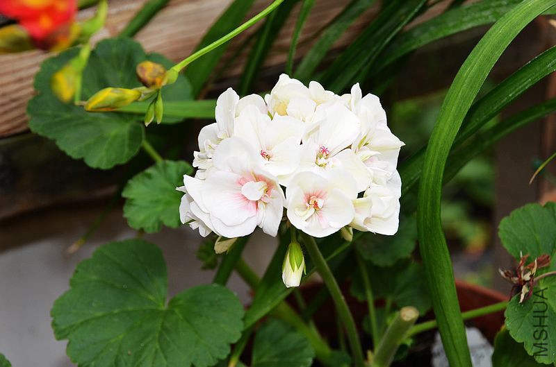 ����727 (4).jpg