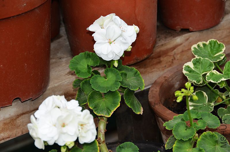 ���� (1).jpg