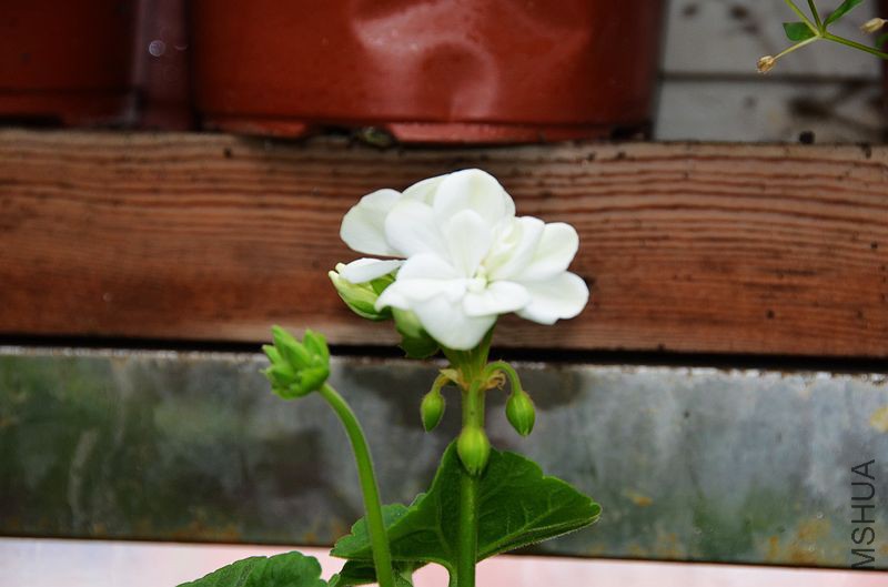 ���� (3).jpg