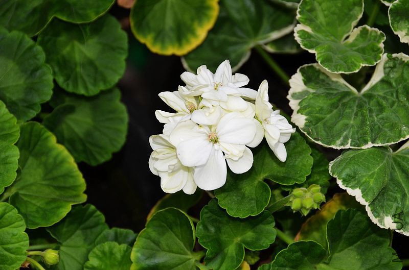 ���� (2).jpg