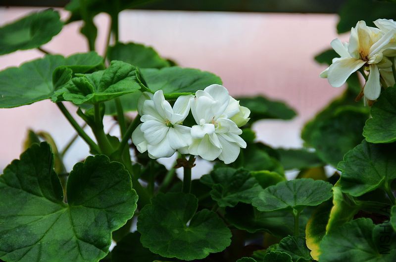 ���� (4).jpg