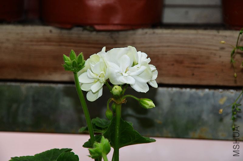 ���� (5).jpg