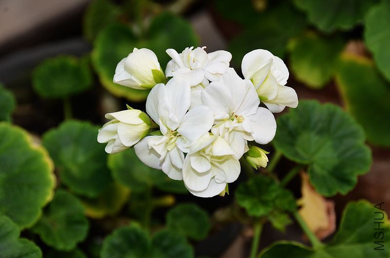 ���� (8).jpg