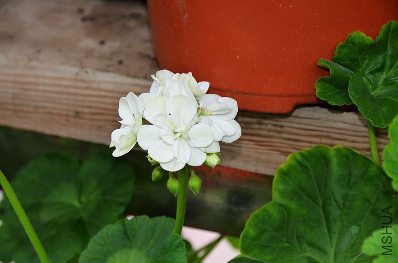 ���� (6).jpg