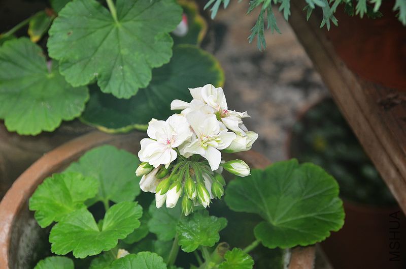 ���� (7).jpg