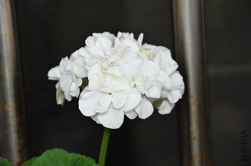 ���� (11).jpg