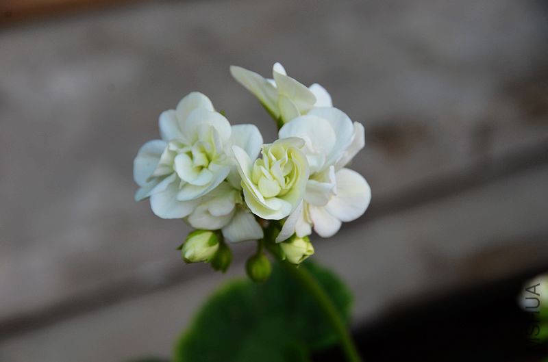 ���� (9).jpg