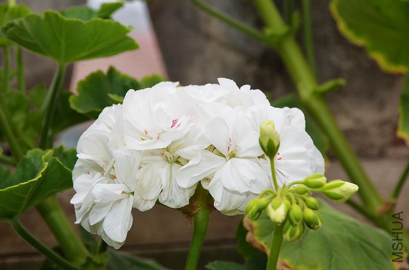 ���� (13).jpg