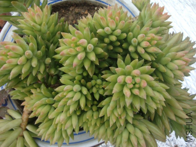 ǧ����51.JPG