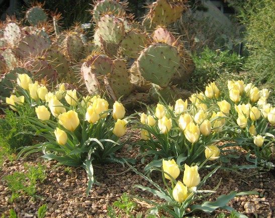 Tulipa batalinii Bright Gem2.jpg